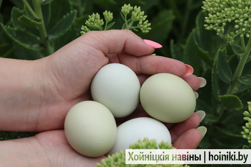 Egg Color Chart - Find Out What Egg Color Your Breed Lays Coloring eggs, Chicken